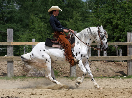 Show Horse Gallery - CTR Eagles Gold Rush