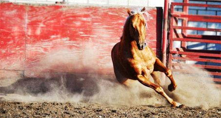 Show Horse Gallery - Olenas King Texas