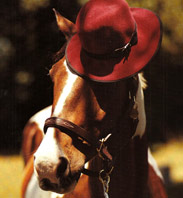 Vogue’s New Line of Horse Hats