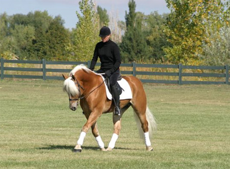 Show Horse Gallery - Nickerson SFF