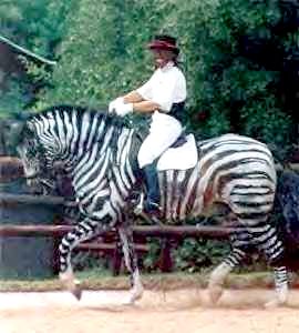 Fake Dressage Zebra