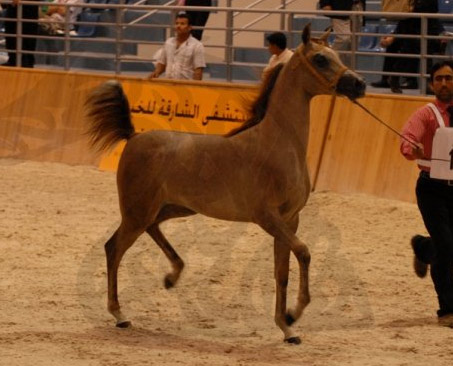Show Horse Gallery - Al Aryam Aleena