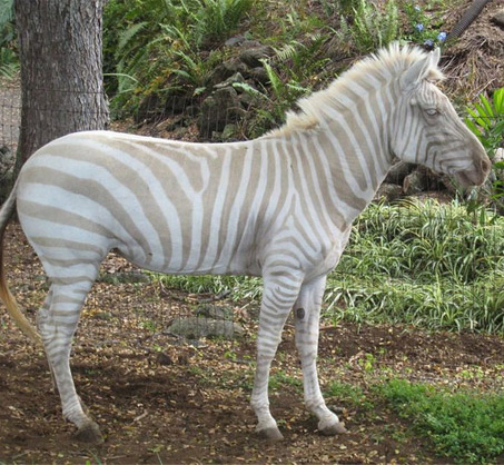 Show Horse Gallery - Albino Zebra