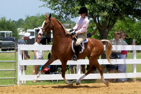 Show Horse Gallery - All Gussied Up