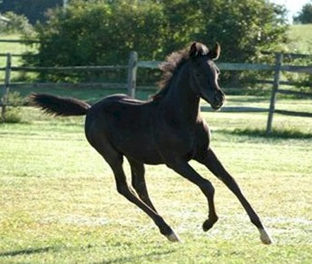 Show Horse Gallery - Black Magyk