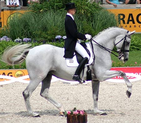 Show Horse Gallery - Video of Dancing Horse, Blue Hors Matine