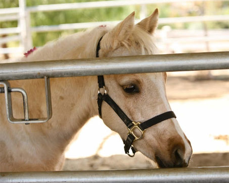 Show Horse Gallery - Cassidy’s Golden Lace