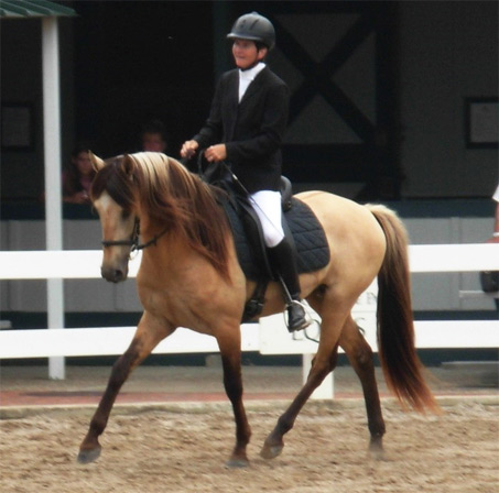 Show Horse Gallery - Cayuse Gold