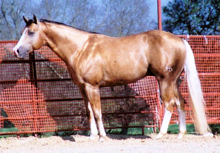 Show Horse Gallery - Chex Nu Jewel