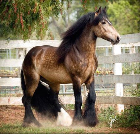Show Horse Gallery - Cici’s Duke of Earl