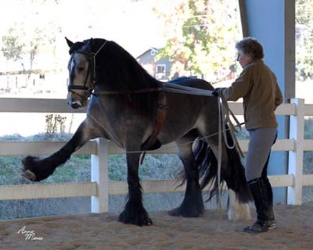 Show Horse Gallery - Cici’s Duke of Earl