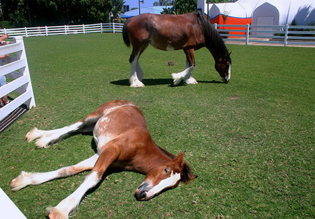 Show Horse Gallery - Clydesdale Foal