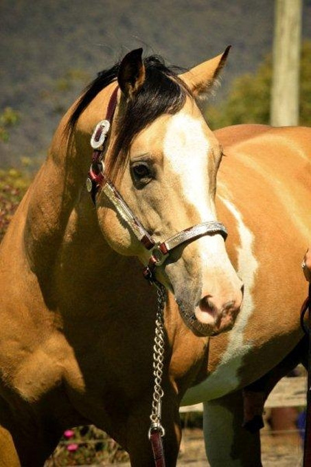 Show Horse Gallery - Coralvale Playboy
