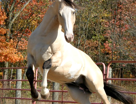 Show Horse Gallery - CW River of Gold