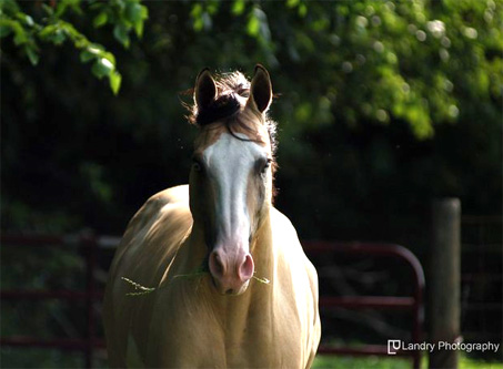 Show Horse Gallery - CW River of Gold