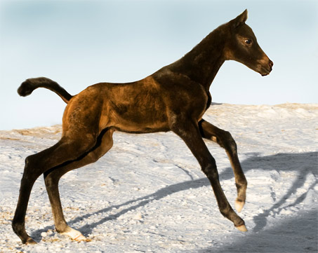 Show Horse Gallery - Davinia