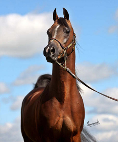 Show Horse Gallery - DS Major Afire