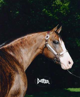 Show Horse Gallery - Dunbars Gold