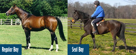 Seal Bay Horse vs Regular Bay Horse