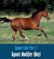 Equine Color Part 2 - Agouti