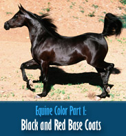 Equine Color Part 1 - Base Colors