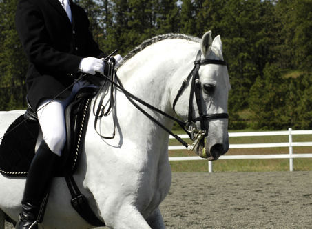 Show Horse Gallery - Favory Toscana