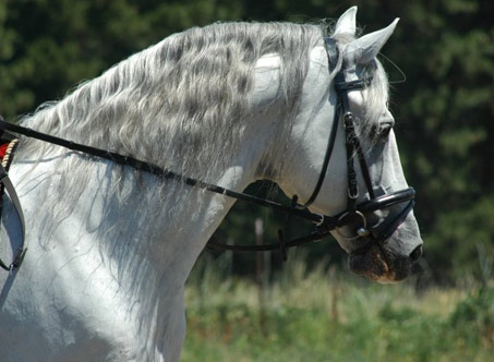 Show Horse Gallery - Favory Toscana
