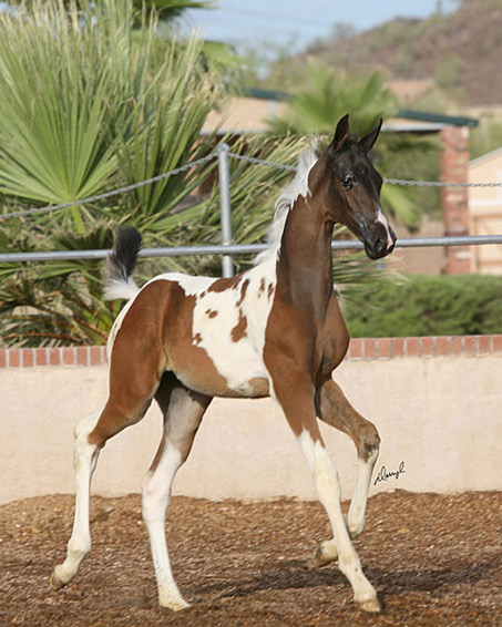 Show Horse Gallery - Femme Fatale Filly