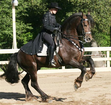 Show Horse Gallery - Fire Magic