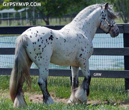 Show Horse Gallery - Ghost Rider