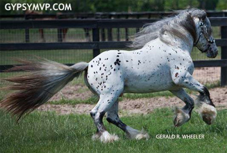 Show Horse Gallery - Ghost Rider