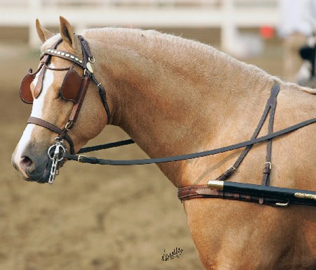 Show Horse Gallery - Goldhills Most Wanted LOM