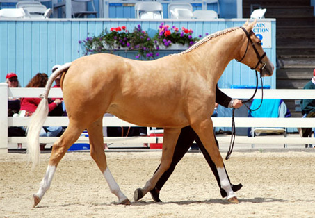 Show Horse Gallery - Gold Tycoon