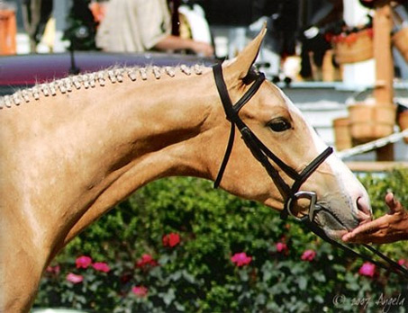 Show Horse Gallery - Gold Tycoon