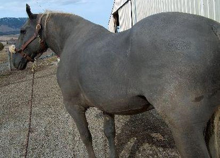 Show Horse Gallery - Have you Ever Seen a Hairless Horse?