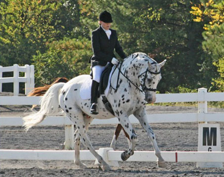 Show Horse Gallery - His Mir Image