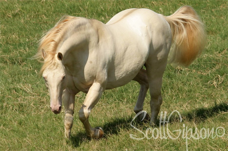 Show Horse Gallery - Hollywood White