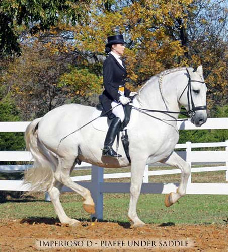 Show Horse Gallery - Imperioso D