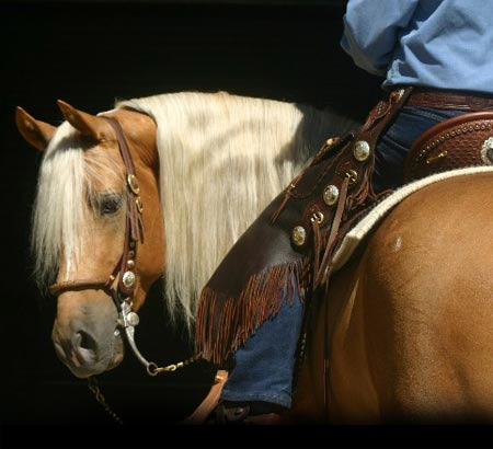 Show Horse Gallery - Indigo Go Gold