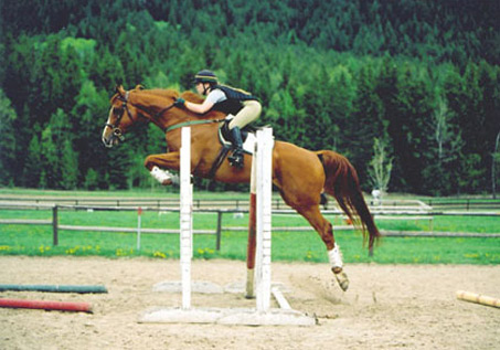 Show Horse Gallery - Leap Frog