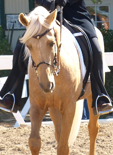 Show Horse Gallery - Leilani