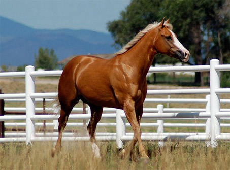 Show Horse Gallery - Little Steppin Amber