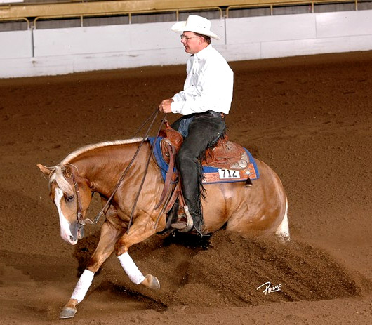Show Horse Gallery - Little Steppin Amber