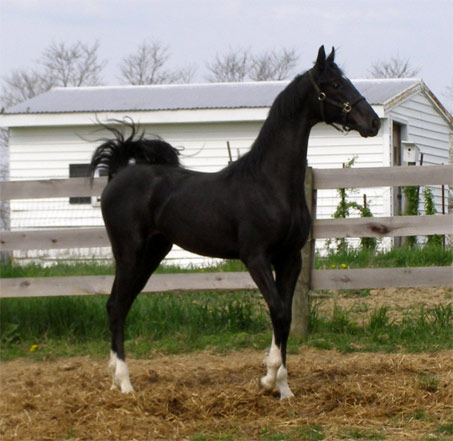 Show Horse Gallery - Maple’s Legacy