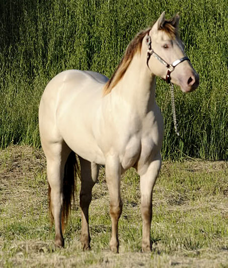 Show Horse Gallery - Miss Champagne Chex