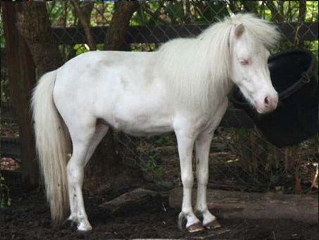 Show Horse Gallery - Oh My God Craigslist! or How Not to Be a Backyard Breeder