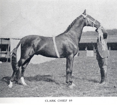 Clark Chief