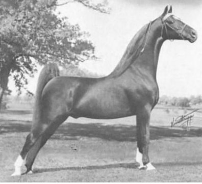 Show Horse Gallery - Using all Breed Pedigree to Research your Horse