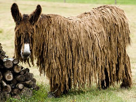 Show Horse Gallery - Breed Spotlight: Poitou Donkey