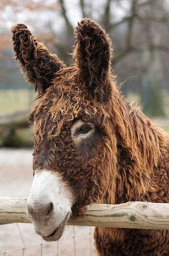 Show Horse Gallery - Breed Spotlight: Poitou Donkey
